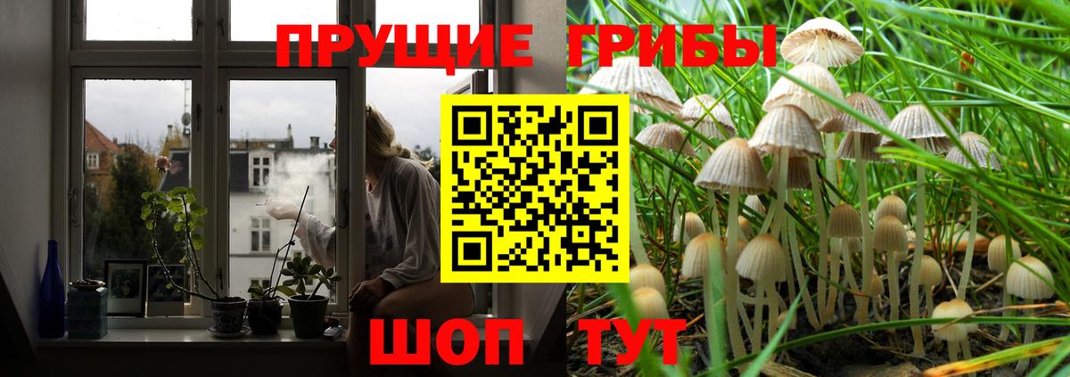 Галлюциногенные грибы Psilocybine cubensis Калининград